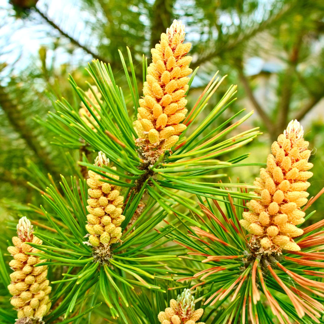 Wat zijn Pine Pollen?