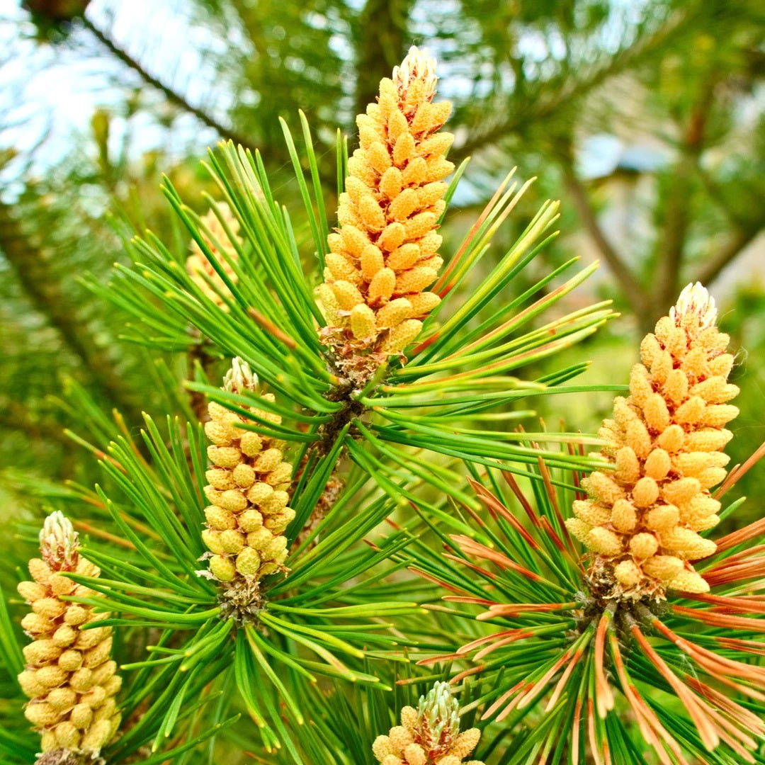 6 mois d'approvisionnement en poudre de pollen de pin - 25% de réduction